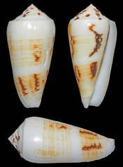 Conus magus