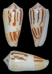 Conus magus