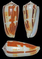 Conus magus