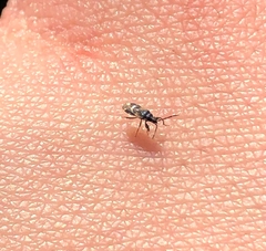 Taphropeltus contractus