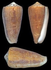 Conus magus