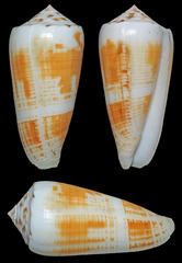 Conus magus