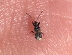 Taphropeltus contractus