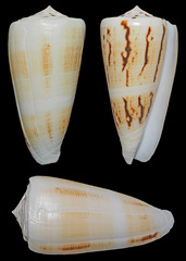 Conus magus