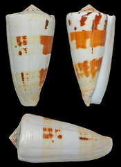 Conus magus