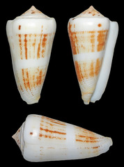 Conus magus