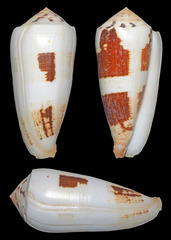 Conus magus