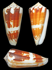 Conus magus