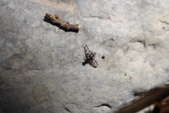 Dyscrasis hendeli