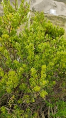 Baccharis linearifolia