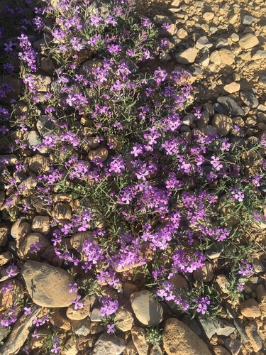 Matthiola lunata