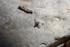 Dyscrasis hendeli