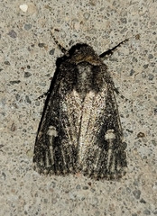 Hexorthodes serrata