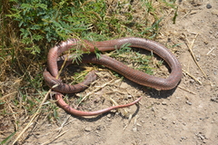 Dolichophis schmidti