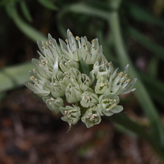 Allium erdelii