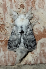 Apotolype brevicrista