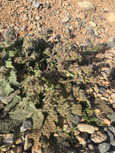 Silver Sage