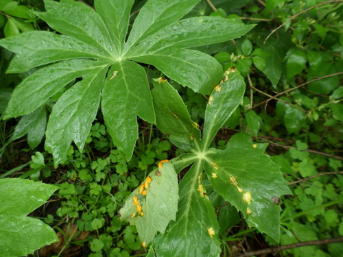 Puccinia podophylli image