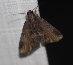 Ercheia