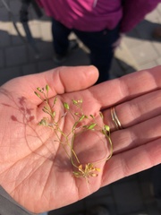 Draba praecox