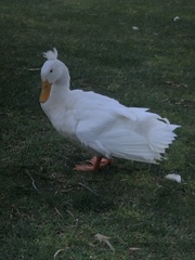 Anas platyrhynchos domesticus