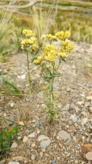 Achyrocline saturejoides