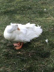 Anas platyrhynchos domesticus