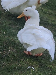 Anas platyrhynchos domesticus