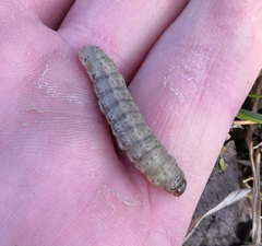 Agrotis clavis