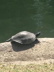 Trachemys scripta elegans