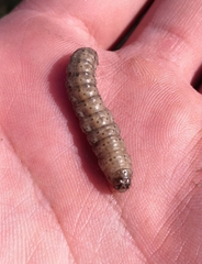 Agrotis clavis