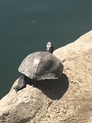 Trachemys scripta elegans