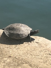 Trachemys scripta elegans
