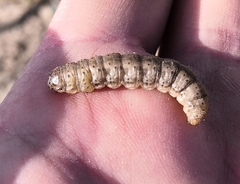 Agrotis clavis