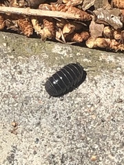 Armadillidium vulgare