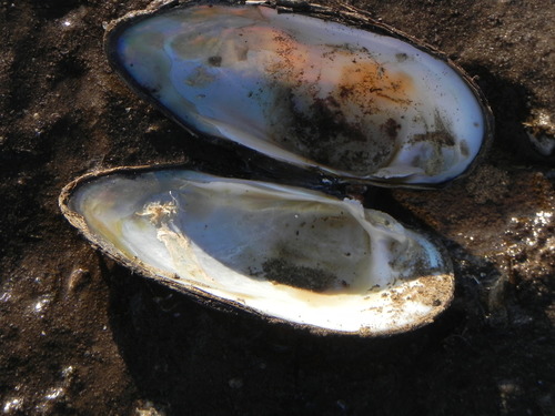 Painter's Mussel