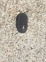Armadillidium vulgare