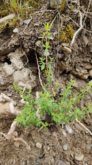 Minthostachys mollis