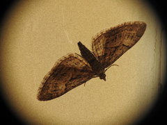 Eupithecia oxycedrata