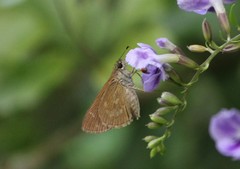 Cymaenes tripunctus theogenis