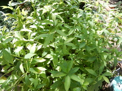 Costus tappenbeckianus