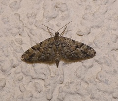 Eupithecia lanceata