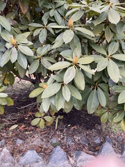 Rhododendron