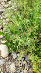 Adesmia miraflorensis