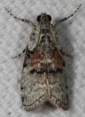 Pococera humerella