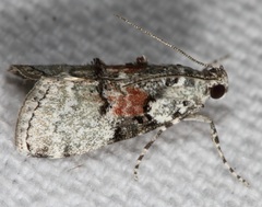 Pococera humerella