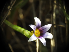 Romulea ramiflora