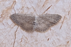 Idaea incisaria