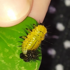 Cyrtonota thalassina