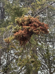 Chrysomyxa arctostaphyli